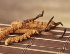 BMJ子刊：中国科学家揭秘冬虫夏草益生机制，虫草多糖和对应的益生菌或可用于治疗肥胖和2型糖尿病