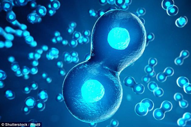 实验室成功培育人造胚胎结构，将可实现无限胚胎供给