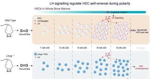 上海科学家揭示造血干细胞调控激素，或可干预白血病