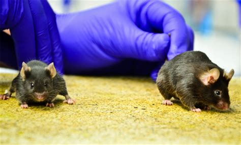 一项“史无前例”的DNA发现能够逆转小鼠的皱纹和脱发