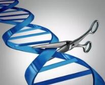 科学家揭示CRISPR/Cas9切口全新连接机制，未来有望实现精准连接 