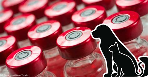 卫健委官微发布：狂犬病疫苗续种补种答问