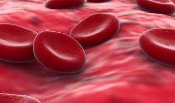 我国发现脑垂体激素能调控造血干细胞数量