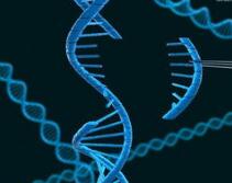 NATURE重大突破：世界首例长寿基因编辑猴模型在中科院诞生