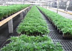 新西兰授予首个药用大麻种植许可