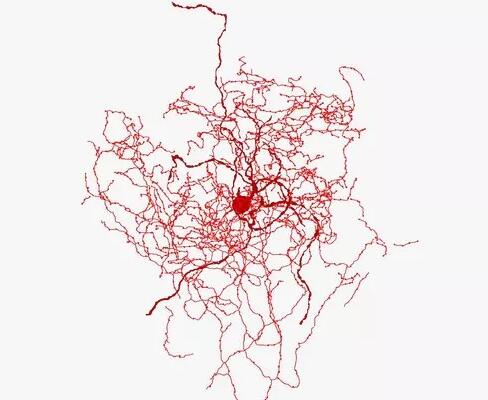 科学家发现新型人脑细胞——“玫瑰果神经元”，或为人脑与众不同的关键