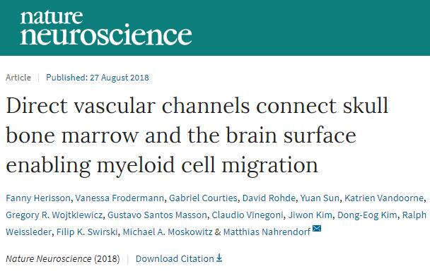 新途径！科学家发现骨髓免疫细胞快速进入大脑的秘密通道