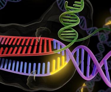 “最小版”Cas9！新研究有望解决传统CRISPR“太大”问题