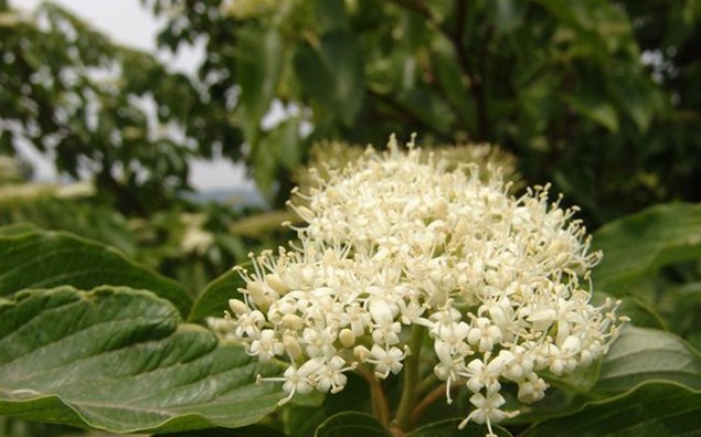 灯台树不同部位生物碱具有多重药用活性