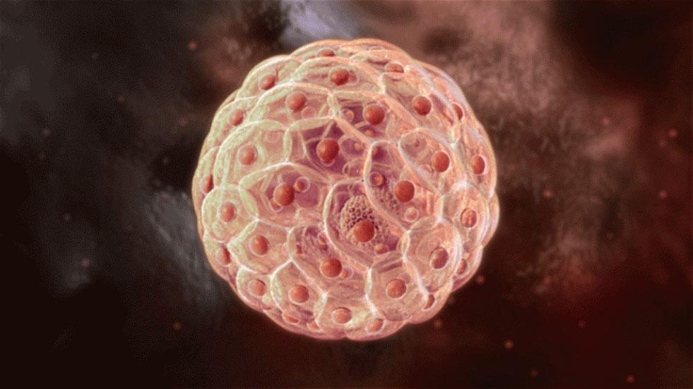 体内细胞编程让伤口长出健康皮肤