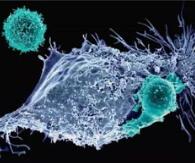 杀鸡焉用宰牛刀， BiTE挑战CAR-T