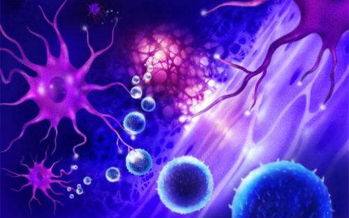 细胞凋亡如何推进？以触发波的“名义”