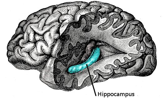 科学家在海马体中发现跟勇敢有关的细胞