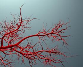 禁食诱导的抗衰老分子可使血管保持年轻