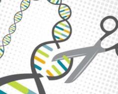 CRISPR Therapeutics携手ViaCyte打造新一代糖尿病干细胞疗法，有望解决免疫排斥难题