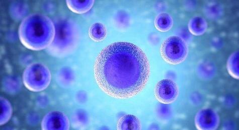 人体内首次发现骨骼干细胞