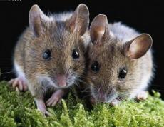 香港大学发现全球首宗人类鼠患，再次敲响肝病警钟