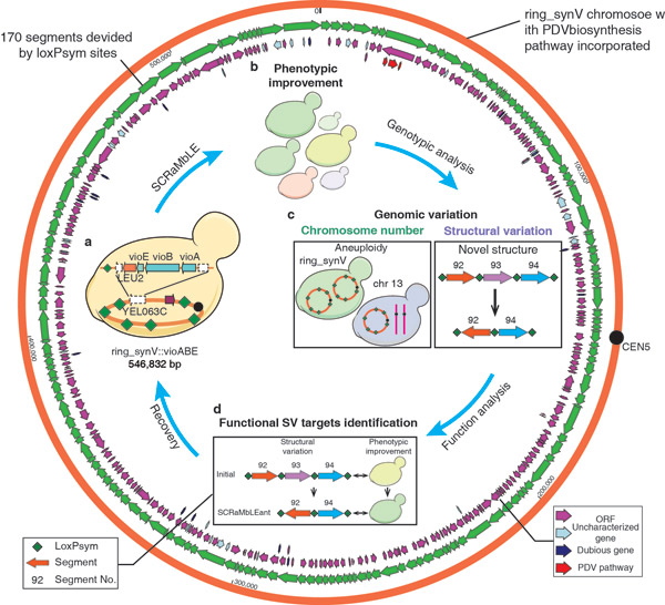 我国科学家在环形染色体重排研究方面取得突破进展