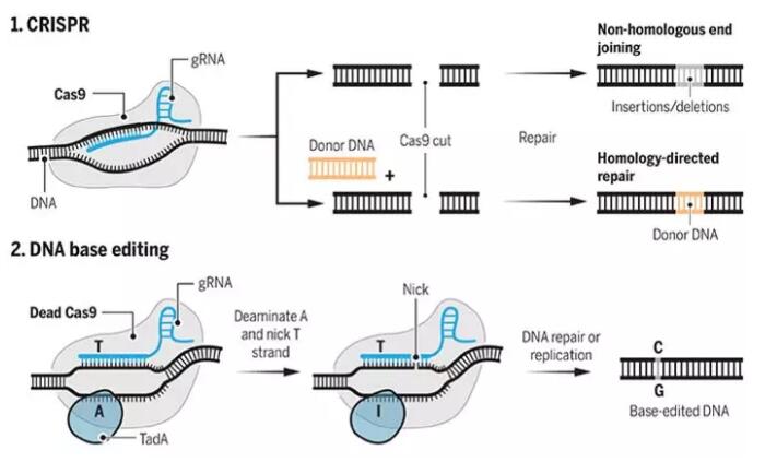 两篇重磅：单碱基编辑获重大进展，有望出生前就可治疗遗传病