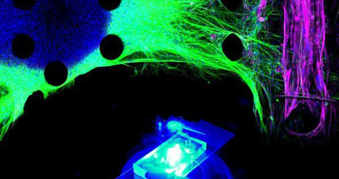 颠覆动物实验，芯片器官替“渐冻人”试新药