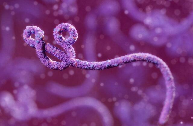 新研究弄清埃博拉病毒基本构造