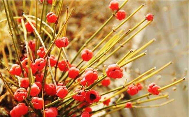 麻黄草明年起实施配额管理