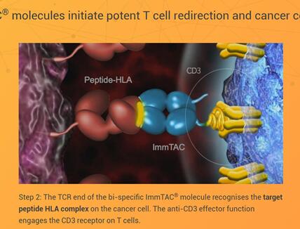 基因泰克的研发新嗅觉：开发改良双特异TCR疗法