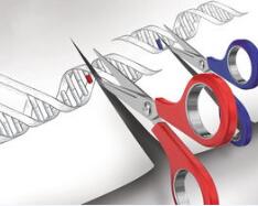 基因编辑婴儿在国际上也“炸圈”了，各国怎么看？