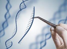 免疫艾滋病的基因编辑婴儿 | 谈“CRISPR-Cas9”和“CCR5”两个关键词