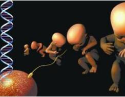 日本或将解禁受精卵基因编辑基础研究