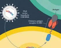 ASH | 百济神州、亚盛、南京传奇公布多项关键数据，值得关注！