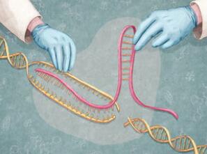 “基因编辑婴儿”事件：高新生物技术滥用缺法律约束