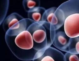 获得诺贝尔奖的多能干细胞技术离临床应用还有多远？