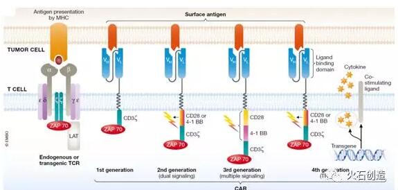一文读懂肿瘤免疫治疗新贵——CAR-T（一）