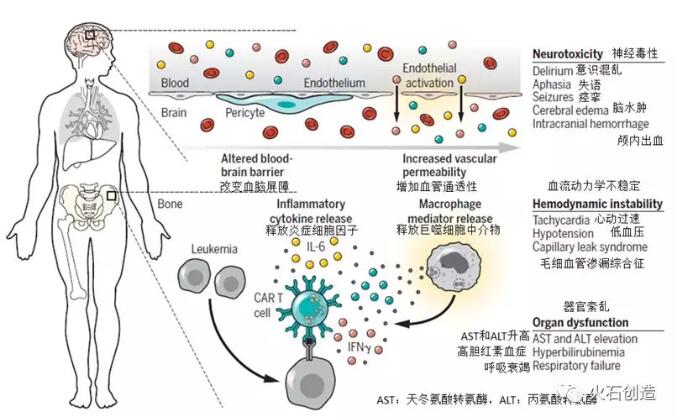 一文读懂肿瘤免疫治疗新贵——CAR-T（三）