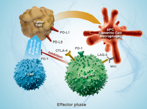 科学家发现肿瘤中ADAR1的缺失可以克服免疫检查点阻断的抵抗性
