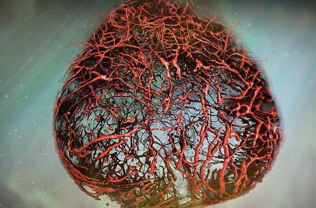 首次！科学家在实验室中培育出人类血管“类器官”