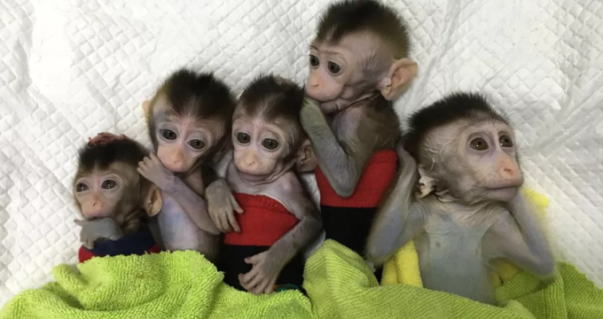世界首例生物节律紊乱体细胞克隆猴模型诞生