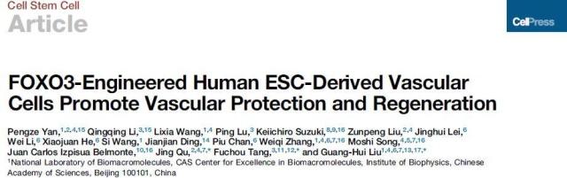 中国学者获得世界首例遗传增强人类血管细胞：抵抗衰老和癌变