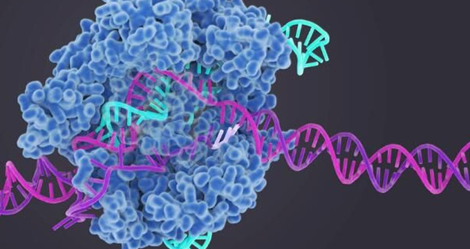 张锋团队发现第三个可用于人类基因组编辑的CRISPR-Cas系统