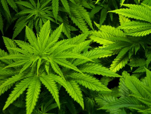 大麻新闻积极信号频发：以色列大麻出口将全球扩张， Cronos 等大麻股看涨