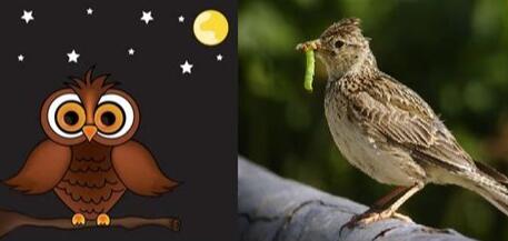 “夜猫子”还是“百灵鸟”与基因有关