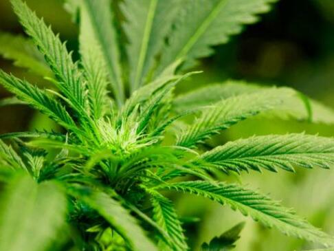 德国政府批准种植医用大麻，将成为欧洲最大市场