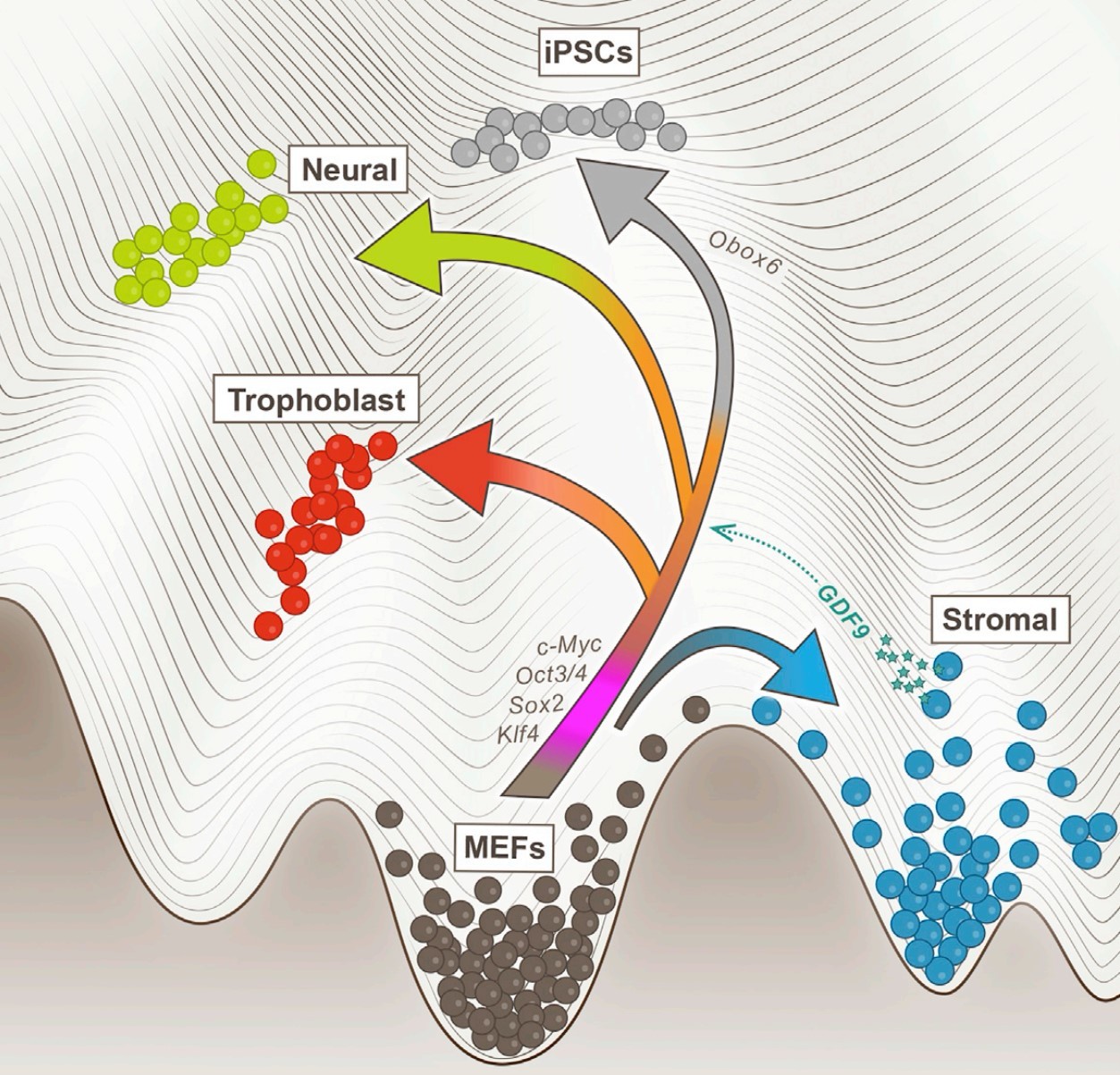 最大规模细胞重编程“地图”上线