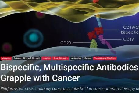 双特异性和多特异性抗体在癌症免疫疗法中有哪些应用？