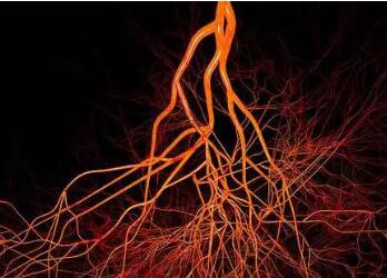 发现新型血管！横跨骨骼，竟是血细胞、免疫细胞的“越狱”通道！