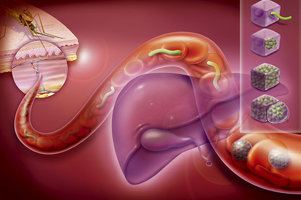 用疟原虫治癌，做了多少医学伦理考量