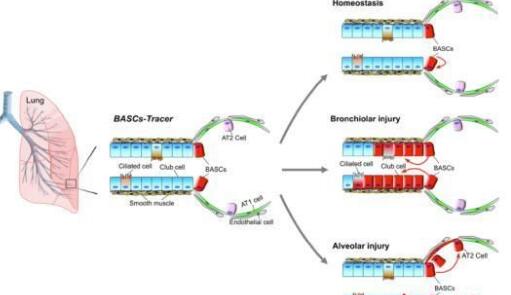 上海科学家研究发现“肺多能干细胞” “跨界”参与肺脏再生