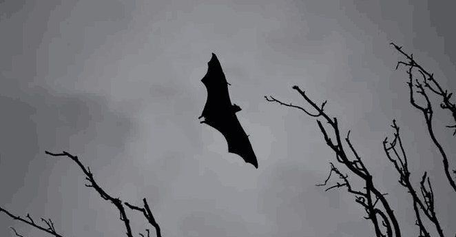 东京大学科学家研制尼帕病毒疫苗