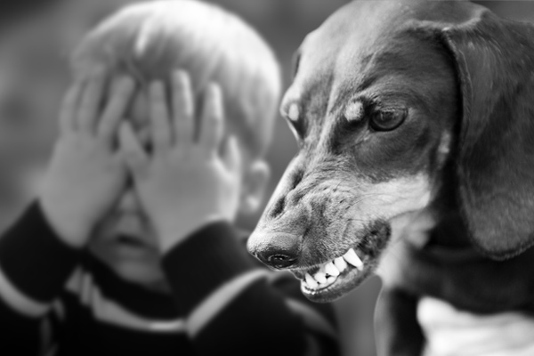 小狗舔伤口致9岁男童狂犬病死亡？真相来了